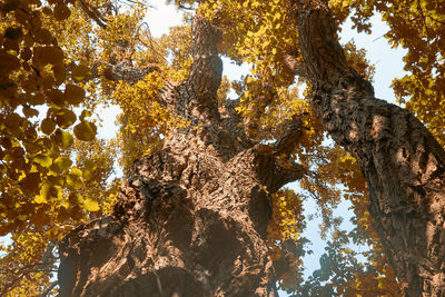 Low angle view of autumnal trees against sky