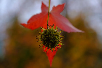 Close-up of red flowering plant