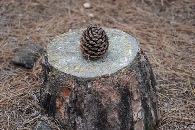 Close-up of pine cone on tree trunk