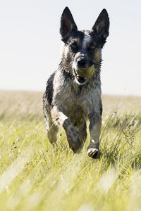 Portrait of dog running on field