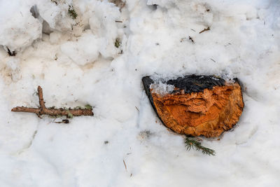 High angle view of wood in snow