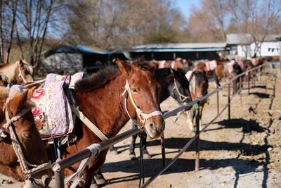 Horses in ranch