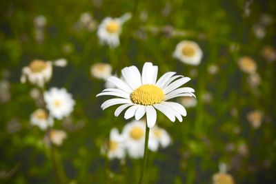 Close-up of white daisy flower on field