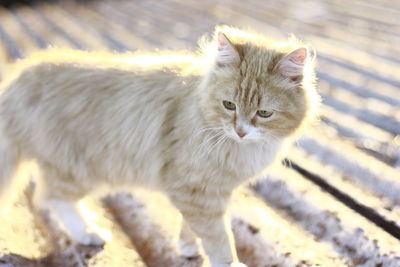 Close-up portrait of cat