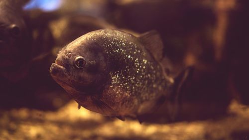 Close-up of fish swimming in sea