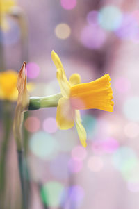 Close-up of yellow flowering plant