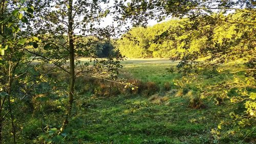 Scenic view of forest