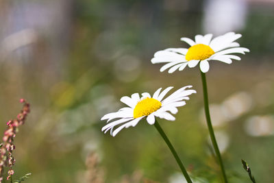 Close-up of white daisy flowers