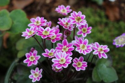 Close-up of pink flowers blooming outdoors