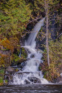 Scenic view of waterfall in forest