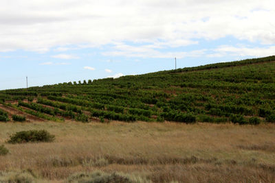 Scenic view of field against cloudy sky