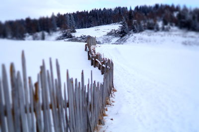 Snow covered trees on field