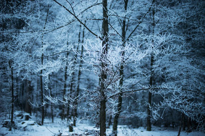 Snow covered trees in forest