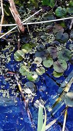 High angle view of leaves floating on water