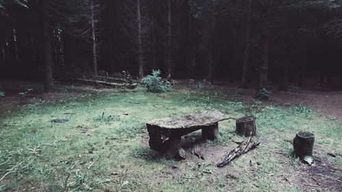 View of trees in forest