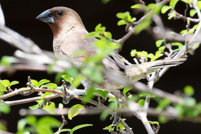 Close-up side view of a bird on stem