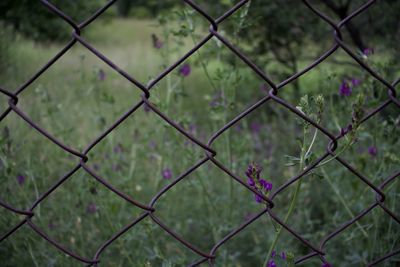 Full frame shot of chainlink fence