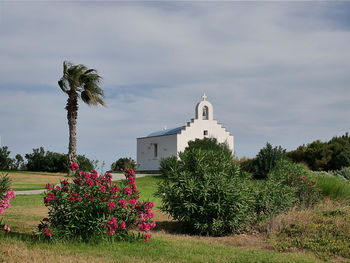 Plants by building against sky