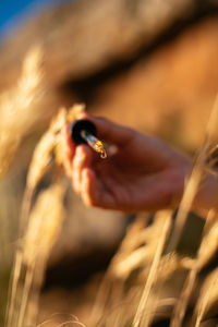 Close-up of hand holding wheat