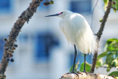 Close-up of white bird