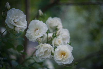 Close-up of white roses