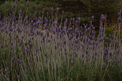 Close-up of purple flowering plants on field