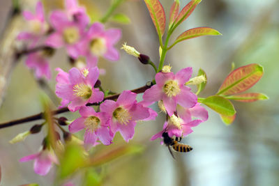 Close-up of butterfly pollinating on pink flower