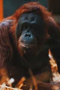 Close-up portrait of orangutan