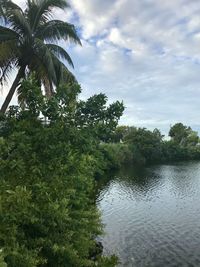 Palm trees by lake against sky