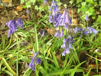 Close-up of purple flowers blooming in field