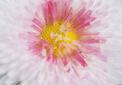 Close-up of pink flower