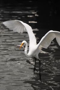 Great egret gliding over the river