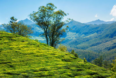 Tea plantation in the morning, india