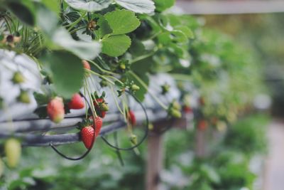 Close-up of strawberries growing in greenhouse