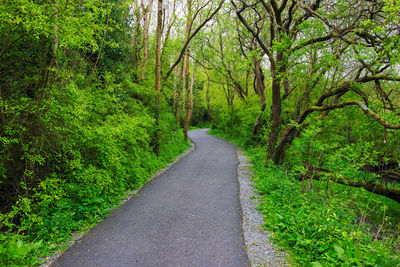 Road amidst trees in forest