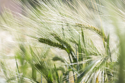 Close-up of wheat growing on field