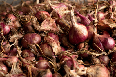 shallot