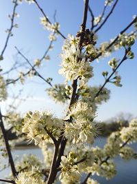 Low angle view of apple blossoms in spring