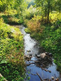 Scenic view of stream amidst trees in forest