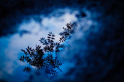 Low angle view of tree against blue sky