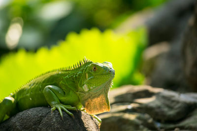 Close-up of lizard on rock