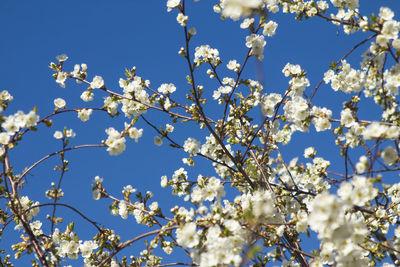 Low angle view of cherry blossoms against blue sky