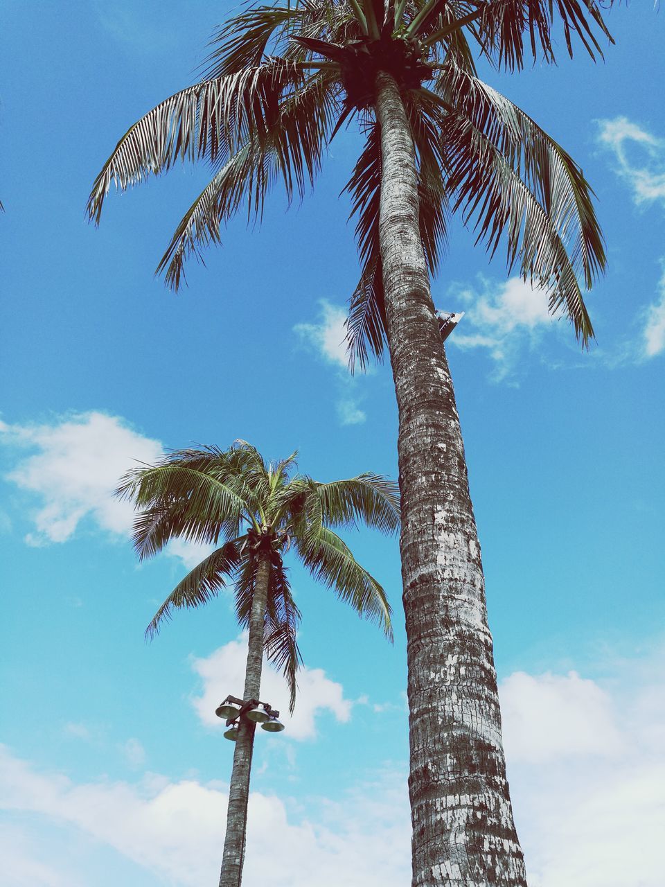 low angle view, sky, no people, day, tree, nature, outdoors, palm tree, beauty in nature