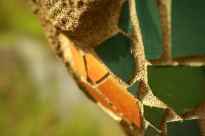 Close-up of plant against blurred background