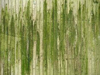 Full frame shot of moss covered wooden planks