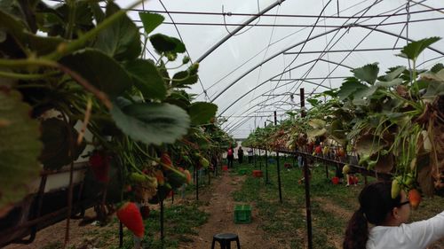 View of plants in greenhouse against sky