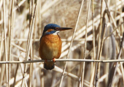 Close-up of bird perching on metal