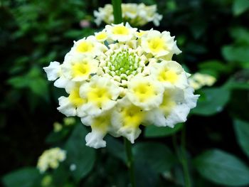 Close-up of white flowers blooming outdoors