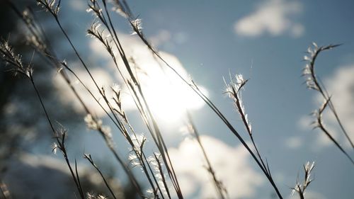 Close-up of stalks against sky