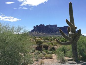 Cactus growing on landscape against sky